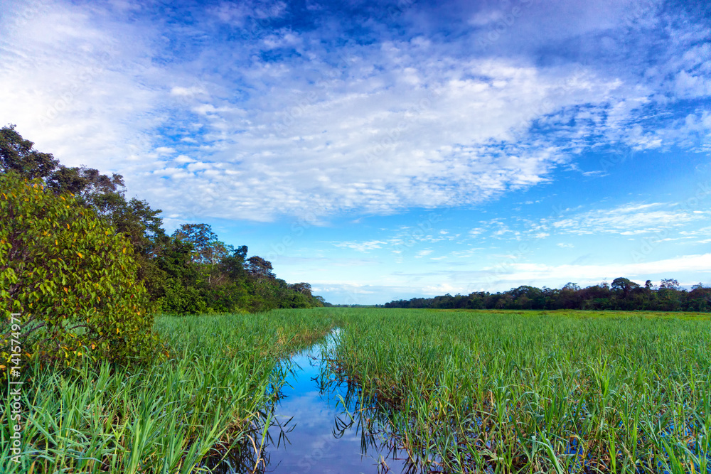 Aquatic Plants in a River