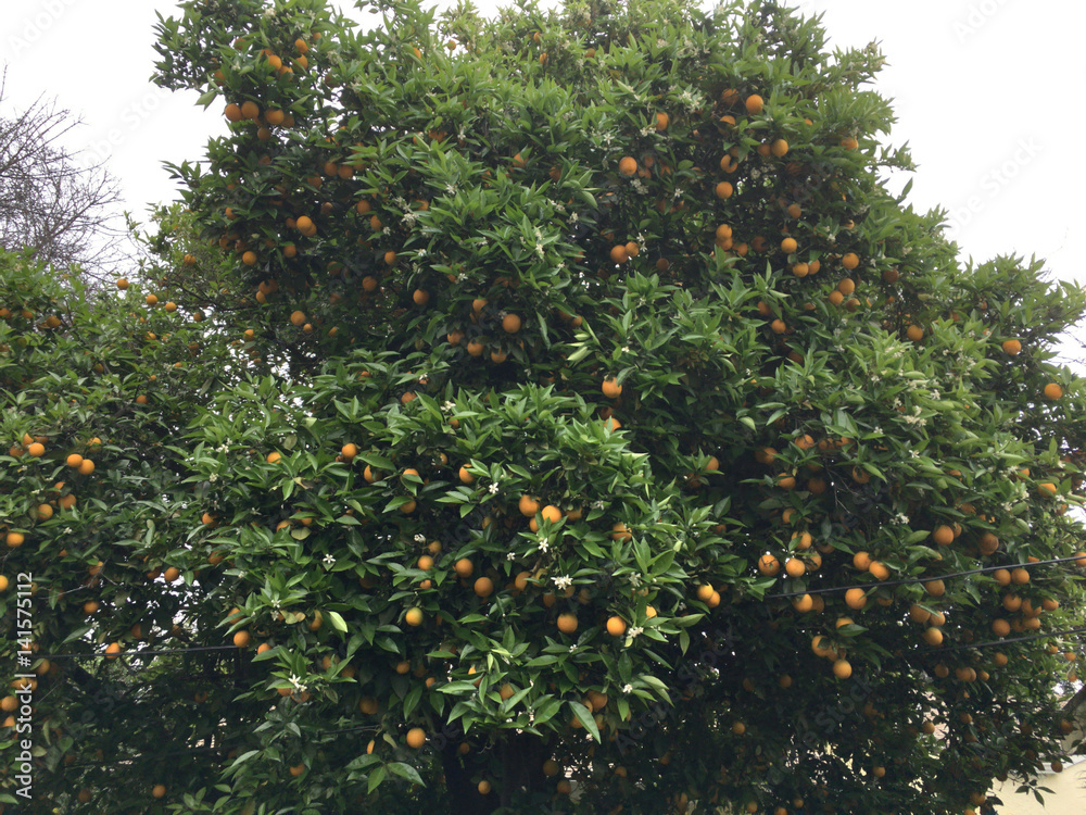 Orange Tree with oranges