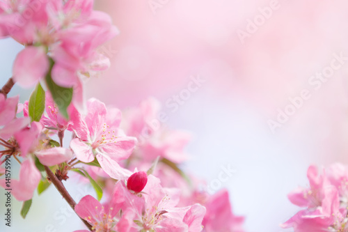 Tree flowers spring blossom