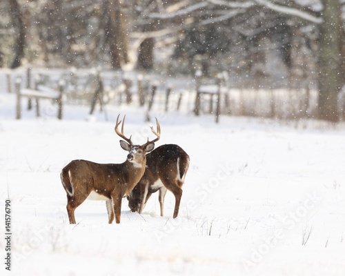 Whitetails Digging in the Snow
