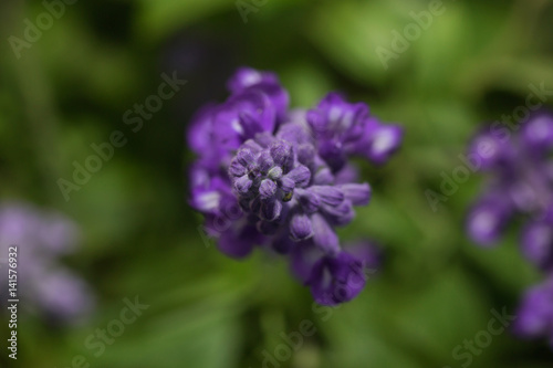 blue lavender flowers Blooming   