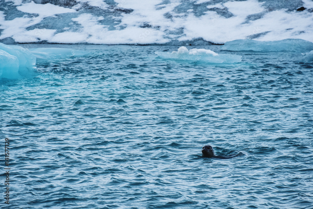 Fototapeta premium Seal swimming ocean in winter