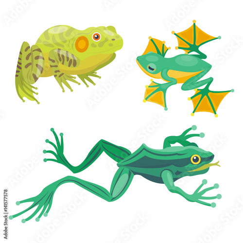 Frog cartoon tropical animal cartoon nature icon funny and isolated mascot character wild funny forest toad amphibian vector illustration.