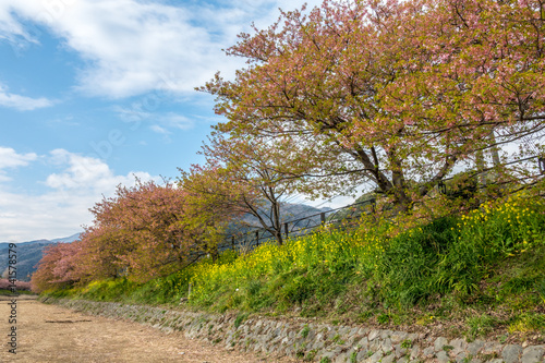 The yoshino cherry