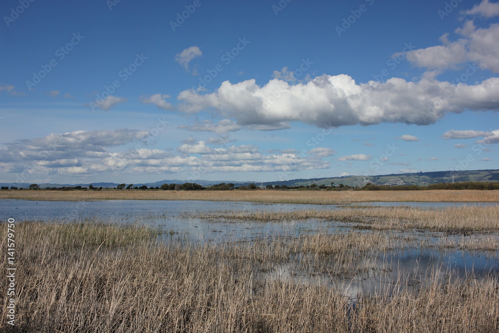 Reed covered pond with fluffy clouds Reed covered pond with fluffy clouds