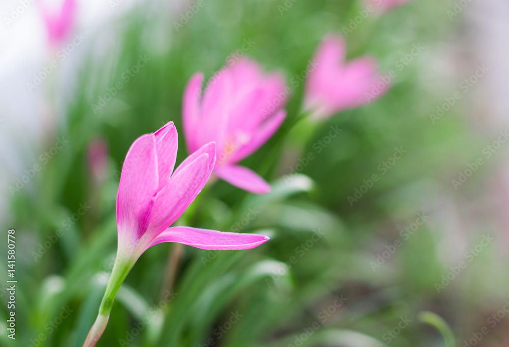 Pink flower in the small inPink flower in the garden background blur the garden Pink flower in the small inPink flower in the garden background blur the garden