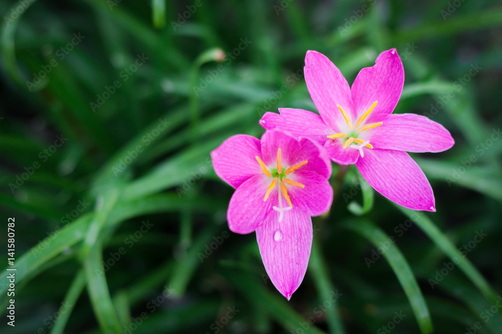 Pink flower in the small in the garden Pink flower in the small in the garden
