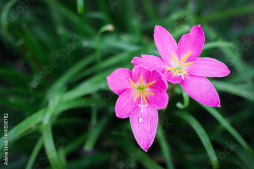 Pink flower in the small in the garden