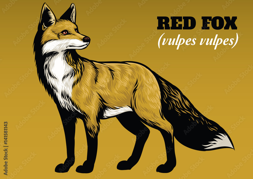 Fototapeta premium Rysunek odręczny lisa