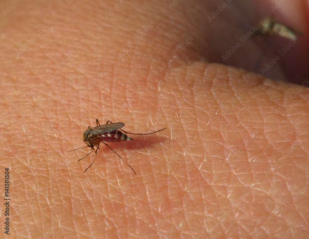 mosquito drinks blood macro