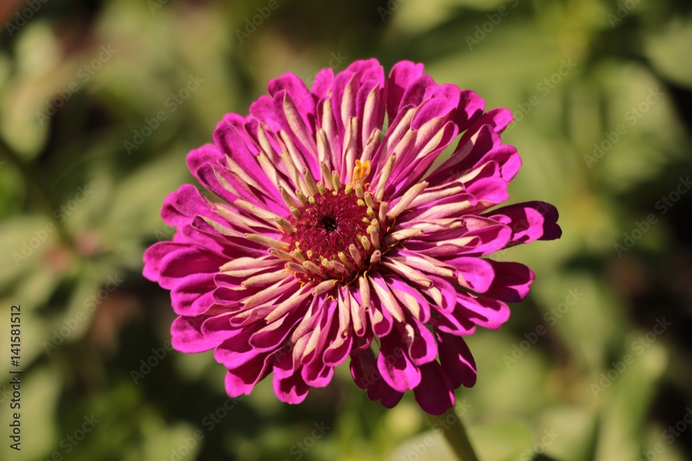 Purple Flower Purple Flower