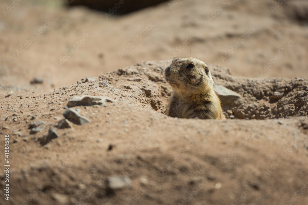 Fototapeta premium Black-tailed Prairie Dog