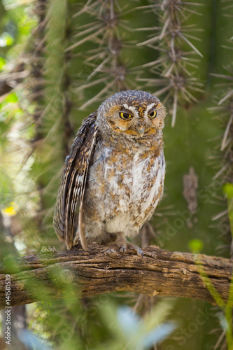 Elf Owl