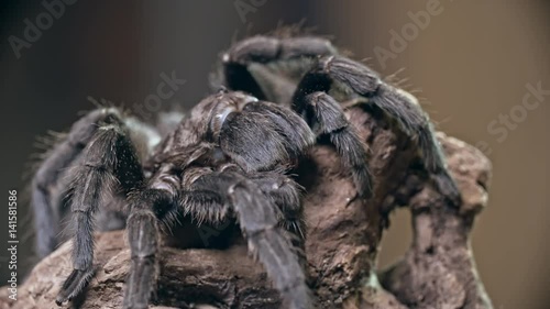 Macro of tarantula spider sitting on wooden snag and moving its hairy legs