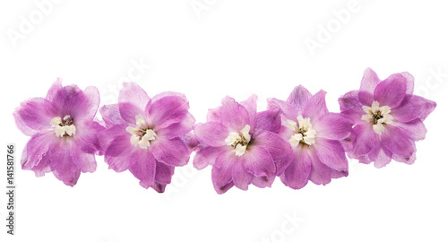 violet delphinium flower