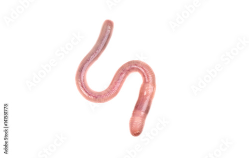 animal earth worm isolated on white background