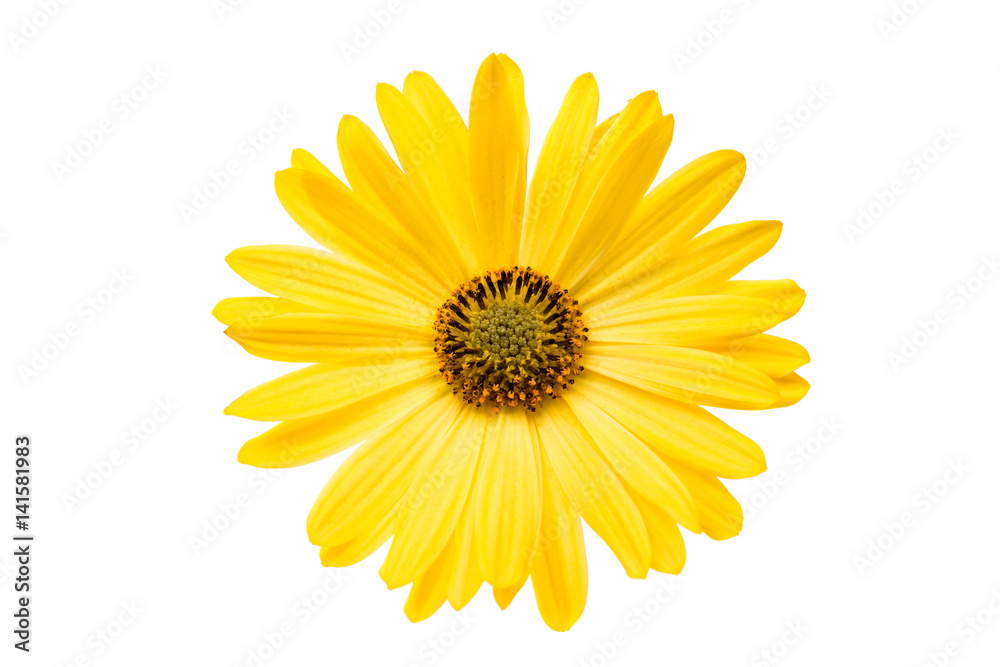 Yellow daisy isolated