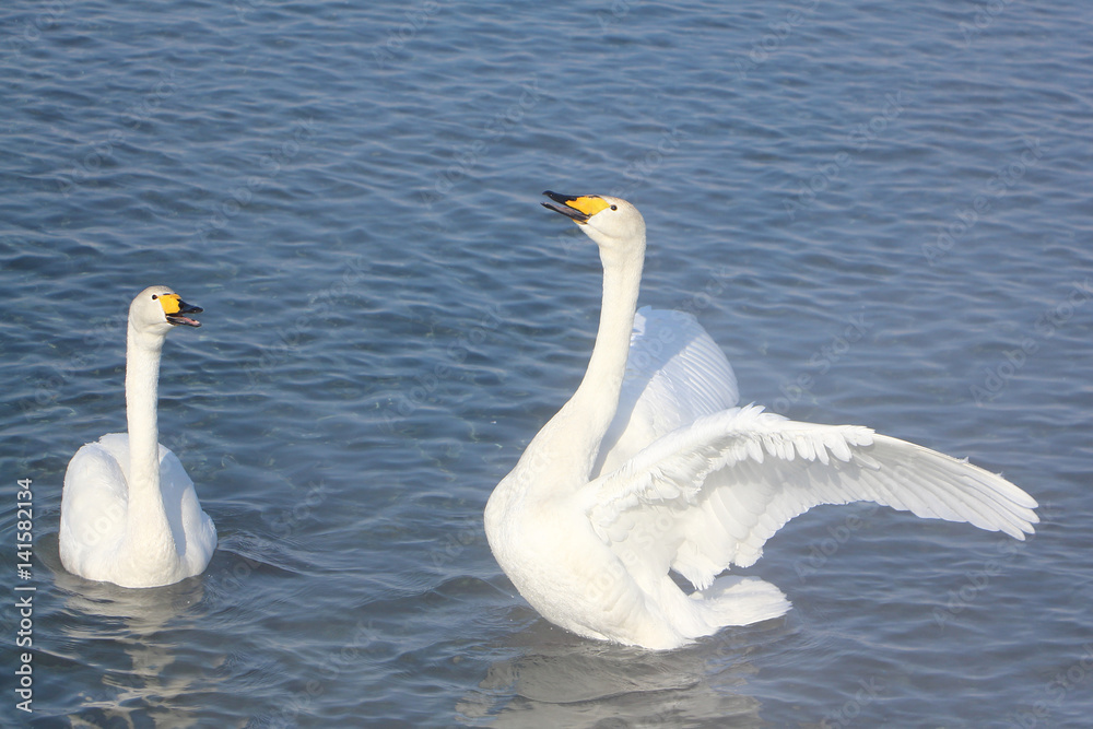 Whooper swans swimming in the lake, Altai, Russia Whooper swans swimming in the lake, Altai, Russia