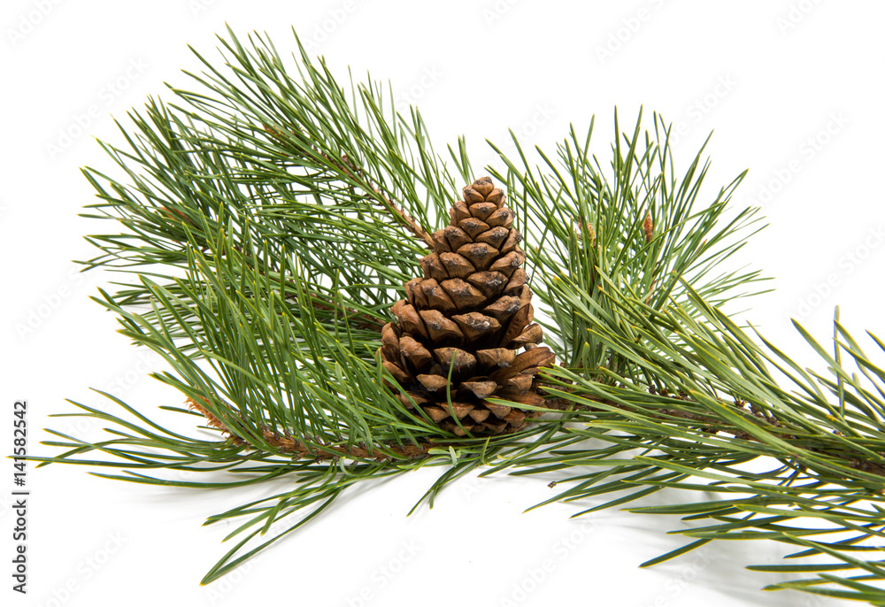 Fototapeta premium Sprig of pine with cones isolated