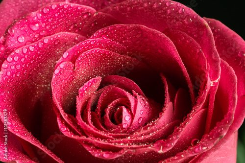 Fototapeta Naklejka Na Ścianę i Meble -  Closeup single red rose with drops of dew