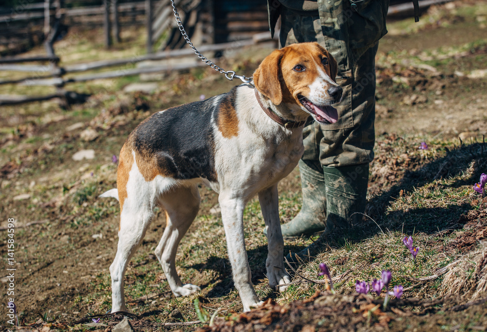 hunting dog on a leash with the owner hunting dog on a leash with the owner