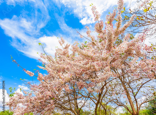 Wishing Tree, Pink Showe, Cassia Bakeriana Craib