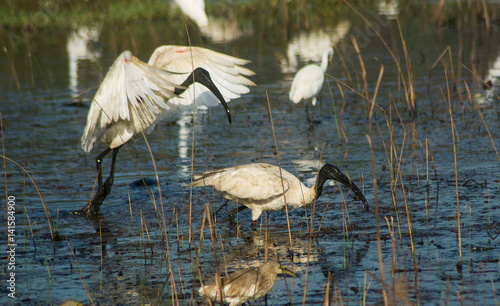 Black-Headed Ibis