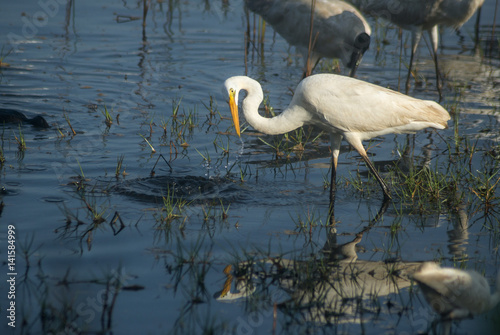 Great Egret Catching Fish photo