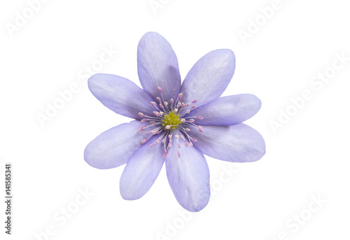 Hepatica Nobilis - first Spring flower
