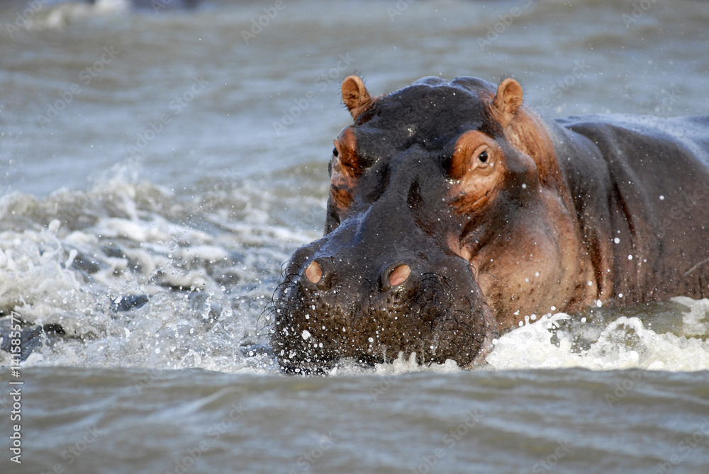 Fototapeta premium St Lucia Hluhluwe Mfololzi South Africa