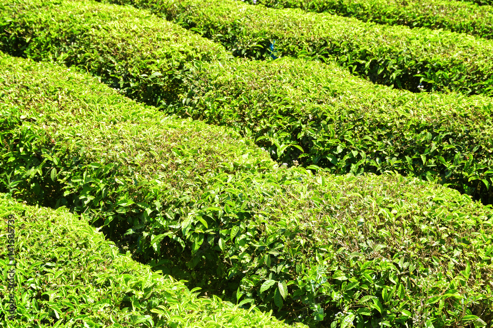 Green rows of bushes on tea plantation. Fresh tea leaves