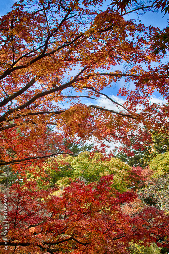 紅葉の頃