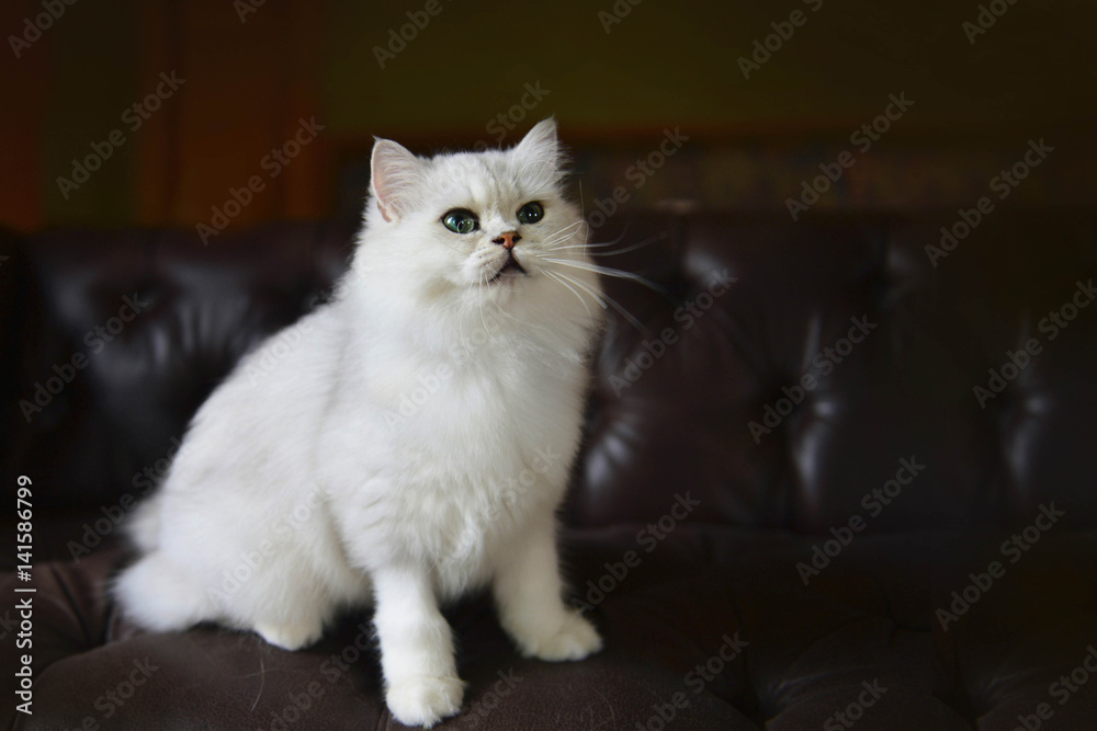 Cute cat on the sofa