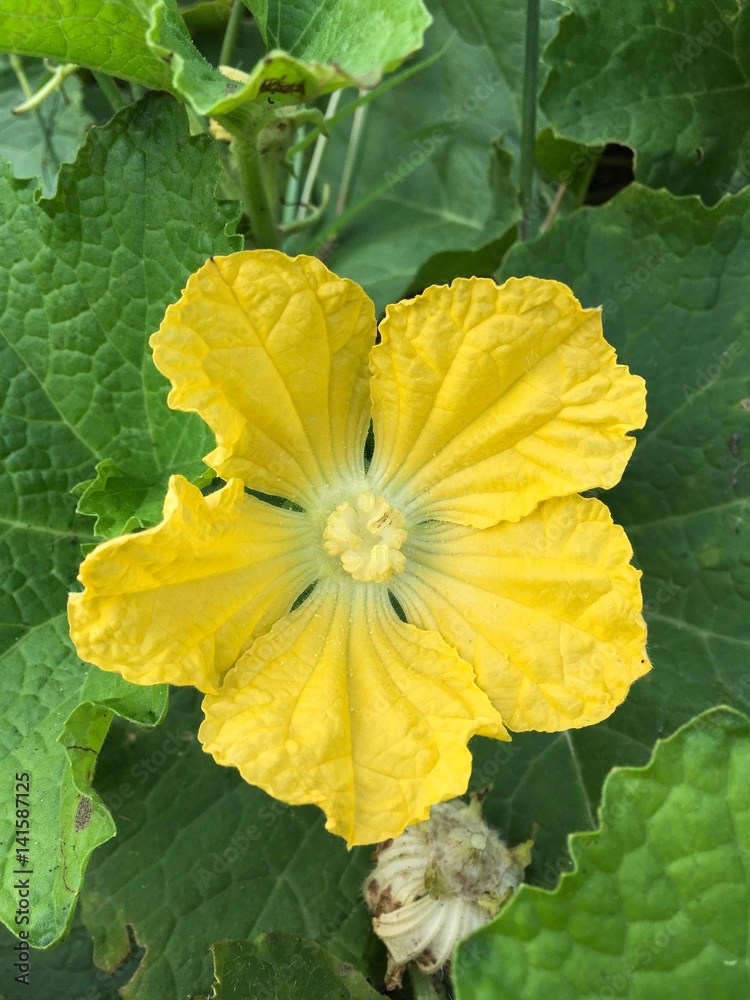 yellow winter melon flower in nature garden