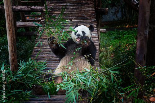 Fototapeta Naklejka Na Ścianę i Meble -  Panda