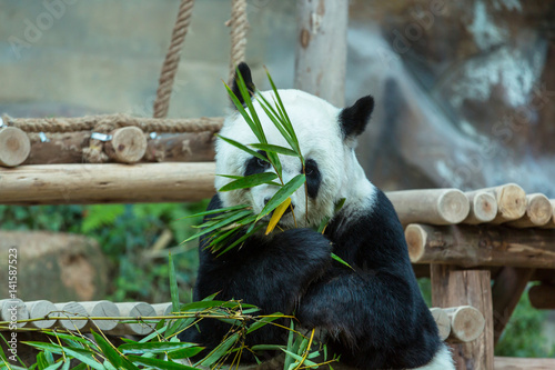 Fototapeta Naklejka Na Ścianę i Meble -  Panda