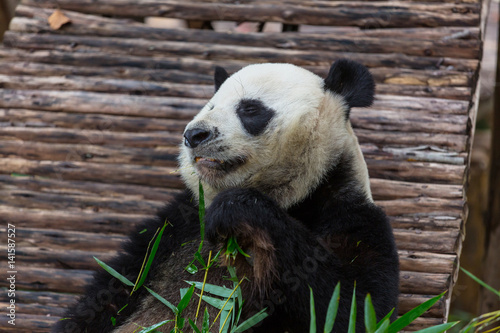 Fototapeta Naklejka Na Ścianę i Meble -  Panda