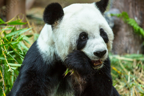 Fototapeta Naklejka Na Ścianę i Meble -  Panda
