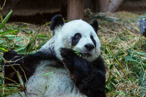 Fototapeta Naklejka Na Ścianę i Meble -  Panda