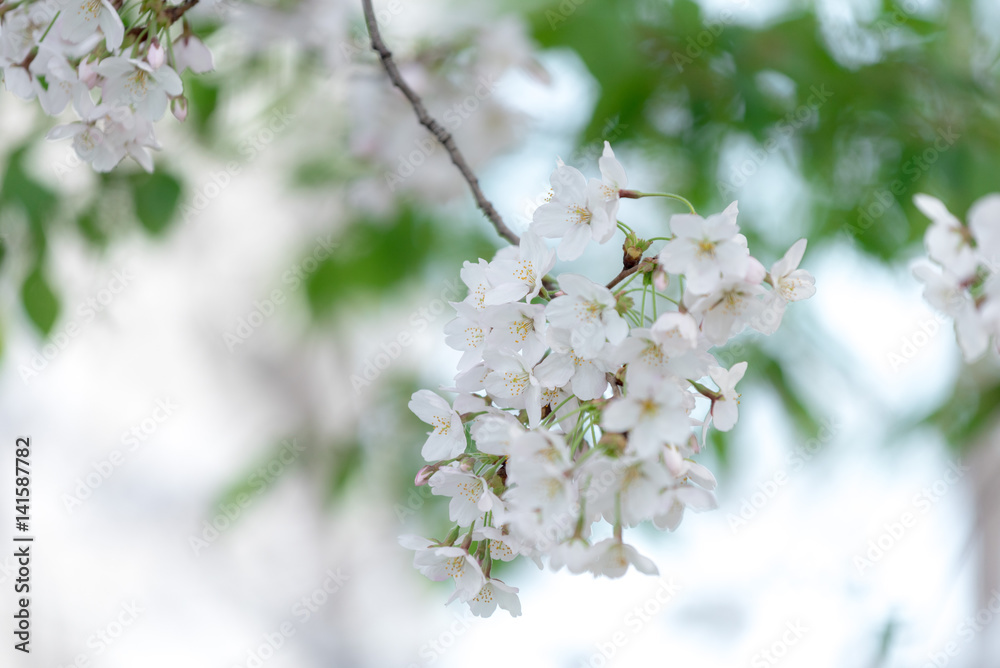 Spring Cherry blossom flowers of nature in Korea.
