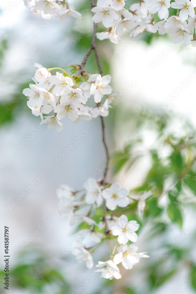 Spring Cherry blossom flowers of nature in Korea. Spring Cherry blossom flowers of nature in Korea.