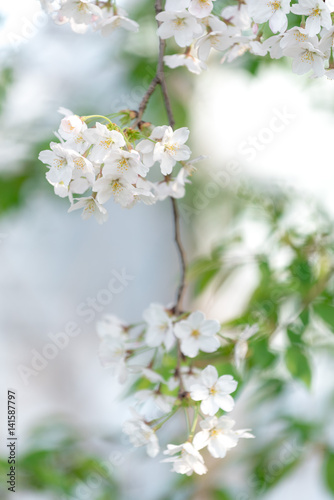 Spring Cherry blossom flowers of nature in Korea.