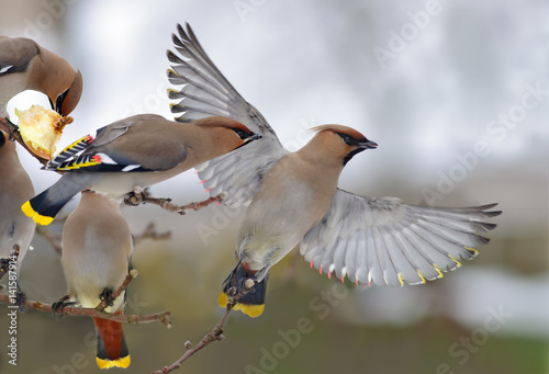 Bohemian Waxwings in conflict with one flying bird on apple tree photo