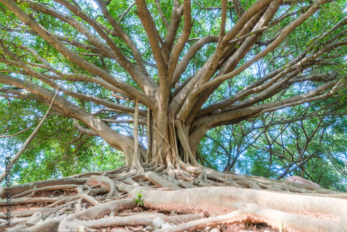 Quadro em tela the big banyan