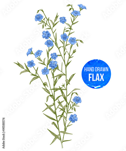 Hand drawn colorful flax flowers photo
