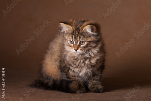 Brooding three-colored kitten Siberian cat breed sitting on dark beige background. © Mysh