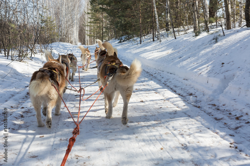 Husky sledge ride in winter forest landscape Husky sledge ride in winter forest landscape