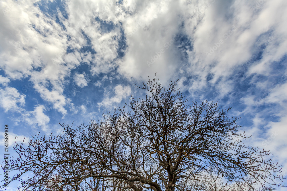 large spreading tree large spreading tree