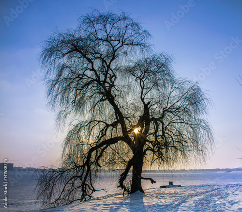 Elder Tree