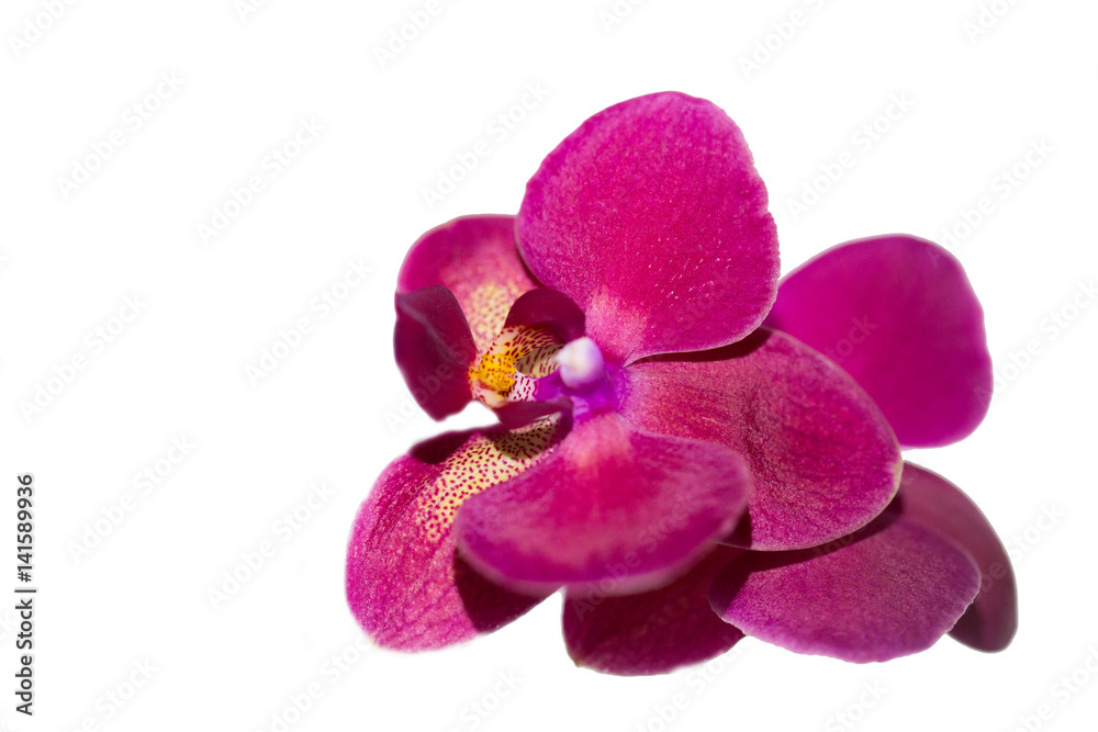 beautiful pink Orchid flower on a light background. beautiful pink Orchid flower on a light background.